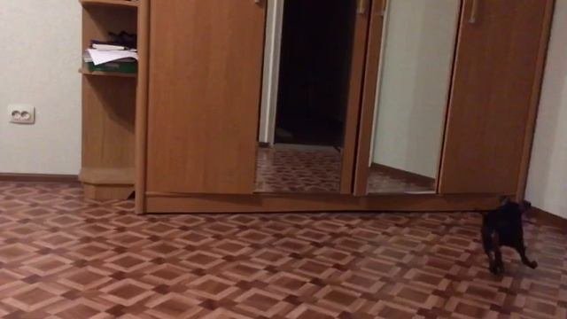 Прыжок цвергпинчера