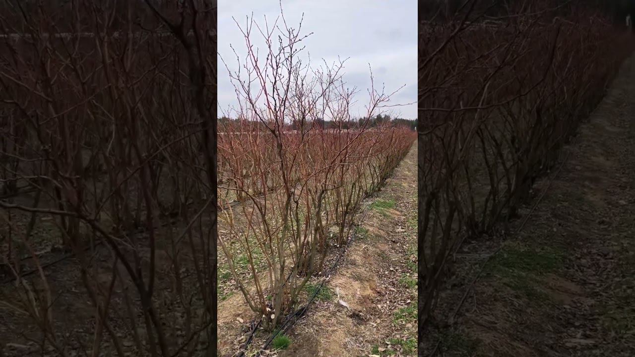 Это нужно видеть! Голубика высотой 2.5 метра! Сорт Нельсон. #голубика #голубикасадовая смотреть онлайн