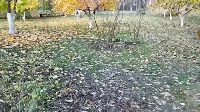 Сроки обрезки плодовых деревьев и кустарников.