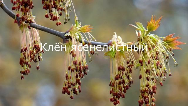 Определение медоноса по цвету обножки Апрель 2020 г смотреть онлайн