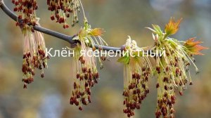 Определение медоноса по цвету обножки Апрель 2020 г