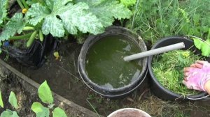 Чем подкормить салат на огороде? Салат растет не остановить .