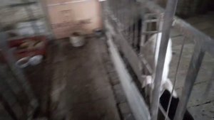 ПОДКАРМЛИВАЮ ПОРОСЯТ СУХИМ МОЛОКОМ..