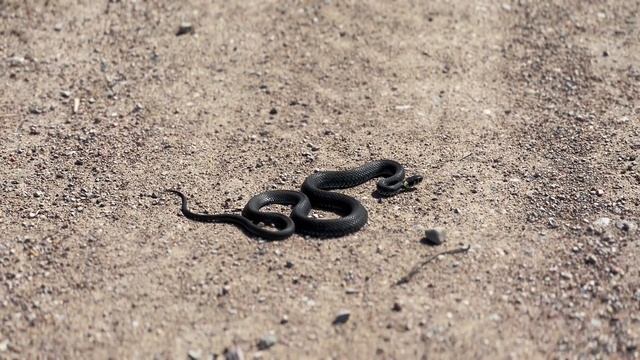 3-х дневное Велопутешествие. День 2 | БАГРАТИОНОВСК - ГВАРДЕЙСК смотреть онлайн