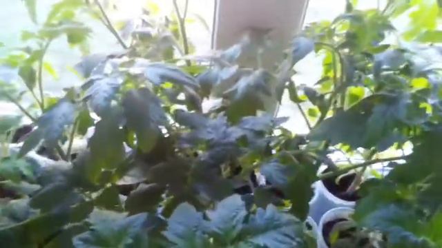 Как завязываются помидоры и огурцы смотреть онлайн