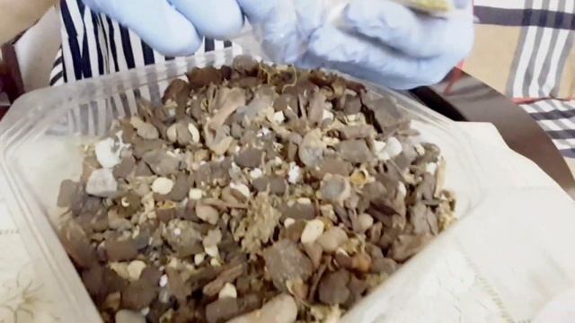 Пересадка орхидей. Воздушные корни. (Орхидеи) смотреть онлайн