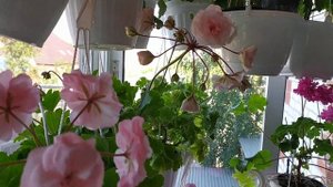 Пеларгония* Леона Галактика*- Зонартик! Отбор для подоконника.?!