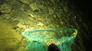 Чилим ? (креветка) и другая живность на сачок.