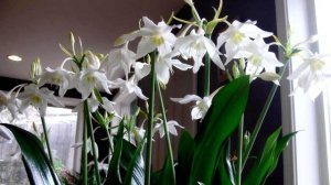 Почему Эухарис(Амазонская лилия) не цветет и другие проблемы выращивания?Мои комнатные цветы.Часть1