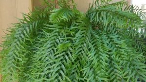 Нефролепис Falcata Furcans Compact form