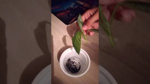 Как укоренить черенок -Авокадо