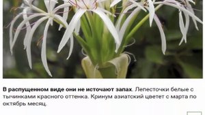 Кринум – цветок, который меняет все вокруг