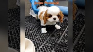 Аврора. Синдром пловца, черепаха. Щенок спаниеля.