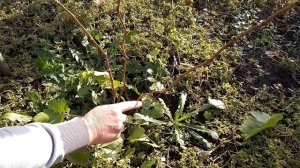 Обрезка однолетних саженцев винограда.