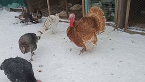 ЭТОТ ДЕНЬ НАСТАЛ! ВЫПУСКАЮ ИНДЮКА С КАРАНТИНА. КАК ПРИМУТ ИНДЮШКИ НОВОГО САМЦА?