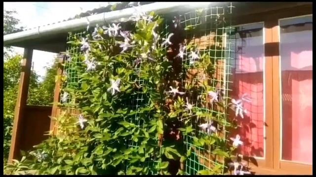 ?МОИ ЦВЕТЫ НА ДАЧЕ - обзор цветущих растений в июле//Дачные зарисовки. смотреть онлайн