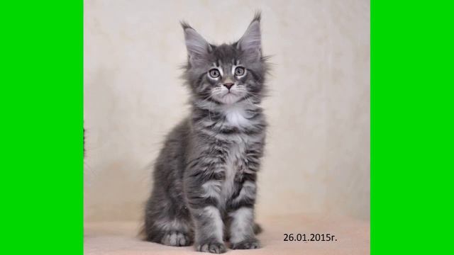 Котята Мейн кун смотреть онлайн