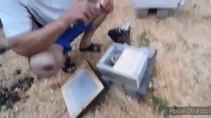 Маточники роевые подсаживаем матки Бакфаст