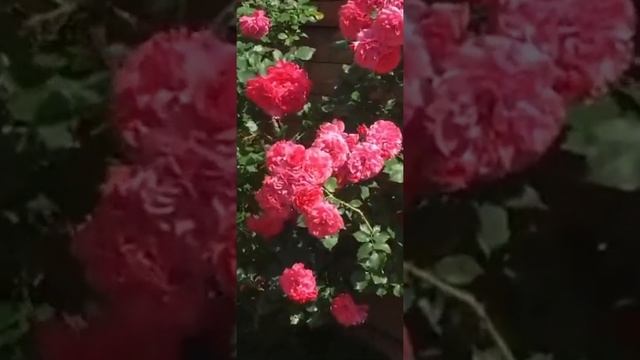 Клаймбер Разариум Ютерзен,Rosarium Utersen,Кордес,Германия,1977год. смотреть онлайн