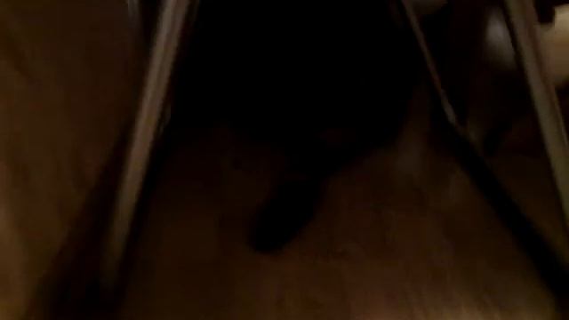 Кот в панике