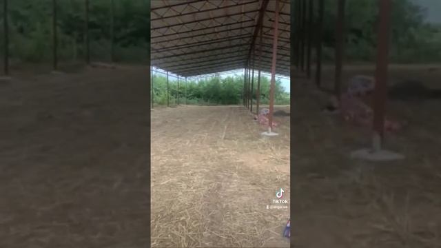 пропоную ангар #ангар #балка #труба #продаю #проект смотреть онлайн