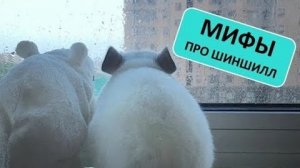Мифы про ШИНШИЛЛ!