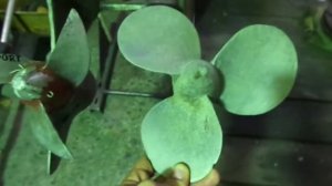 Мега ТЮНинх.. Вихрь!