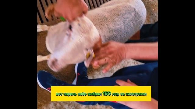Курбан  Байрам АЛАНЬЯ 2023! КАК И ГДЕ  Режут Барашка в Турции?