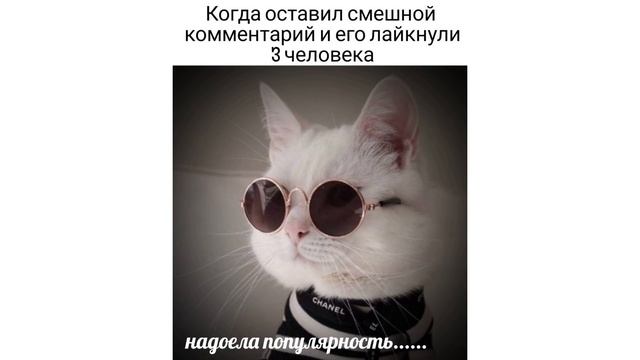 КОТЛЕТКА ПО-КИЕВСКИ Приколы с котами  Мемозг 494