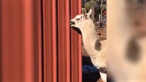 Самые смешные животные. Лучшая подборка 2023!