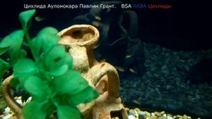 Мальки цихлиды АУЛОНОКАРА ПАВЛИН ГРАНТА.\УТАКА\.