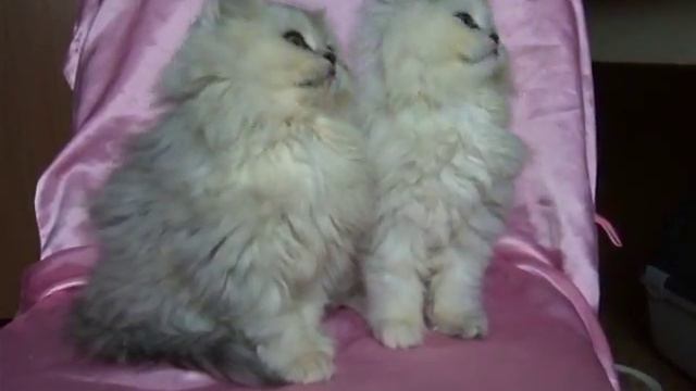 Персидская шиншилла серебристая. Сестрички. смотреть онлайн