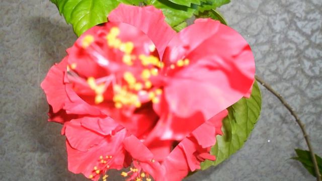 гибискус смотреть онлайн