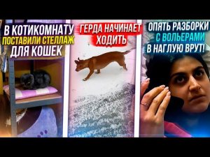 Герда встает на лапки Новости по кошке Даше.Разговор с Егором. Линда и остальные ищут мам и пап