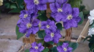 Boulevard Clematis