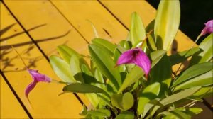 Onc Katrin Zoch and masdevallia in bloom