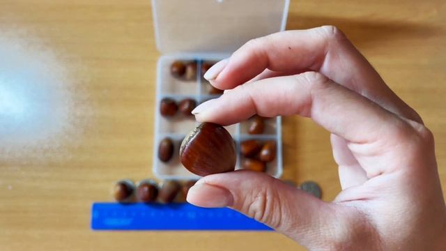 Мировая коллекция фундука. Саженцы (отводки), орехи (семена) в наличии в ограниченном количестве. смотреть онлайн