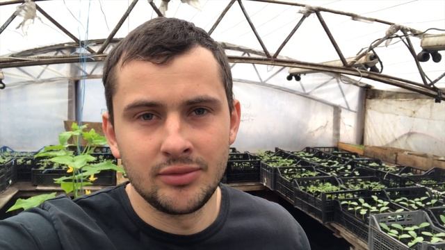 Как подкормить по листу ? Листовая подкормка рассады огурцов