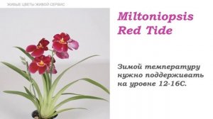 7ЦВЕТОВ  Мильтонии