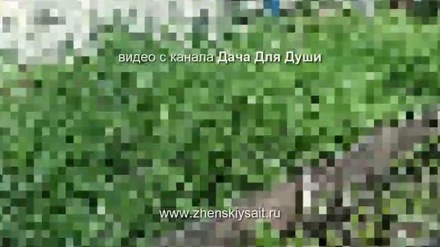 Как вырастить УКРОП для длительного употребления зелени? смотреть онлайн