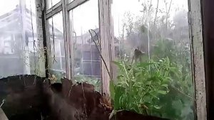 Промывка системы охлаждения КРОТОМ своими руками
