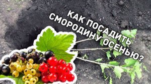 КАК ПРАВИЛЬНО ПОСАДИТЬ СМОРОДИНУ ОСЕНЬЮ? Сажайте смородину правильно