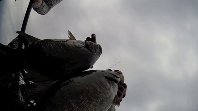 'Corn Coast Odyssey' смотреть онлайн