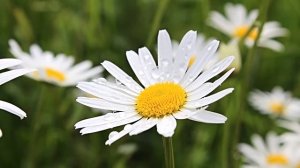 Очень позитивный стих "Привыкайте счастливыми быть..."