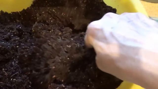 Баклажан из таблетки в горшок. ВПЛ. смотреть онлайн