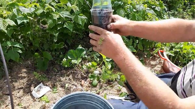 Самый быстрый и лёгкий способ размножения ремонтантной малины. смотреть онлайн