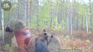 Мишка весна 2022