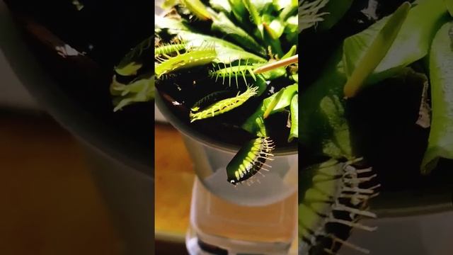 Кормление Венериной Мухоловки после зимовки. #shorts смотреть онлайн