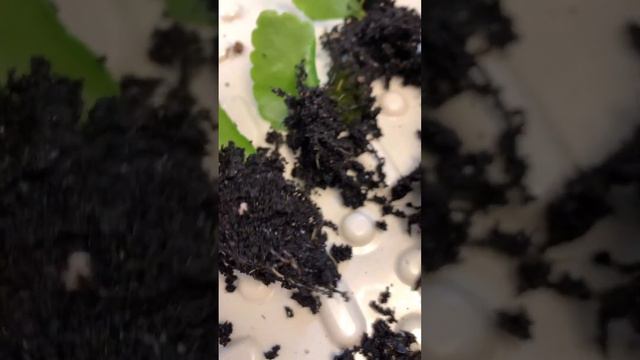 Размножение каланхоэ! смотреть онлайн