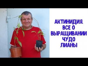 Актинидия. Все о выращивании чудо лианы.